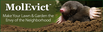MolEvict: Lawn Mole Castor Oil Evicts Moles and Voles